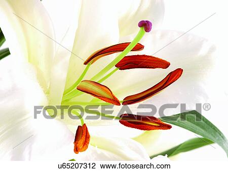 beautiful, beauty, blooming View Large Photo Image Stock Image - beautiful, beauty, blooming. Fotosearch