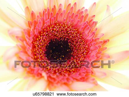Stock Image - beautiful, beauty, blooming. Fotosearch