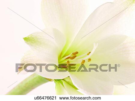 Stock Image - beautiful, beauty, blooming. Fotosearch