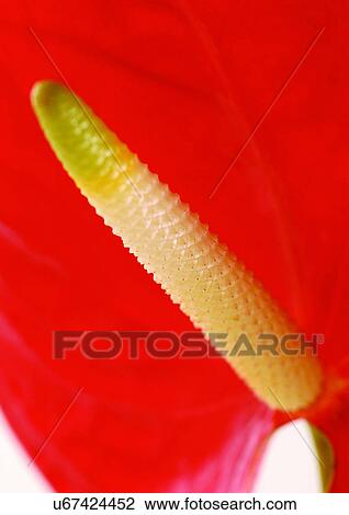 Stock Image - beautiful, beauty, blooming. Fotosearch