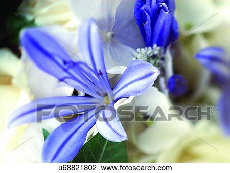 Stock Image - beautiful, beauty, blooming. Fotosearch