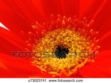 beautiful, beauty, blooming View Large Photo Image Stock Image - beautiful, beauty, blooming. Fotosearch