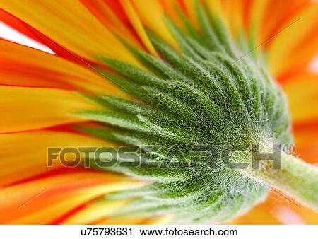 beautiful, beauty, blooming View Large Photo Image Stock Image - beautiful, beauty, blooming. Fotosearch