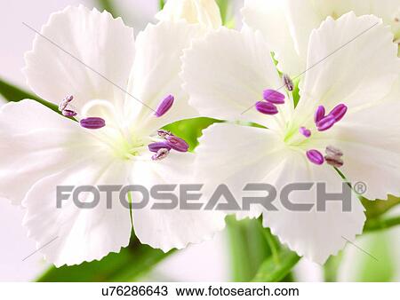 Stock Image - beautiful, beauty, blooming. Fotosearch