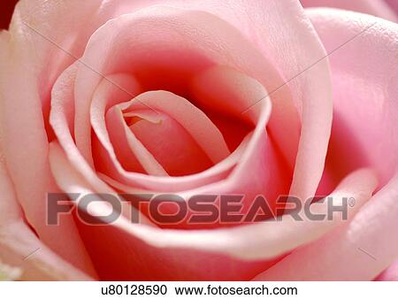 Stock Image - beautiful, beauty, blooming. Fotosearch