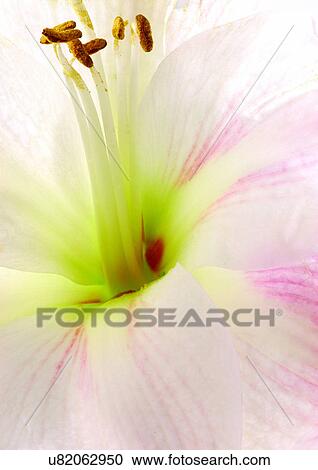 Stock Image - beautiful, beauty, blooming. Fotosearch