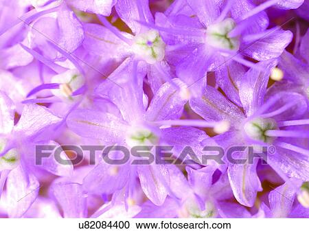 Stock Image - beautiful, beauty, blooming. Fotosearch