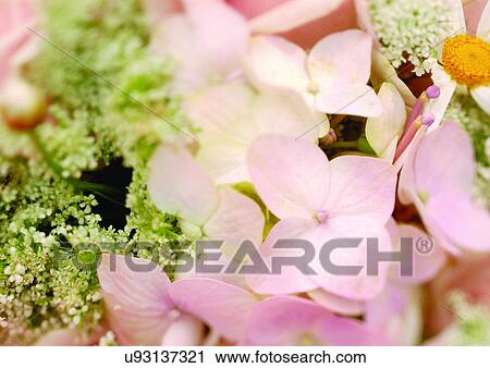 Stock Image - beautiful, beauty, blooming. Fotosearch