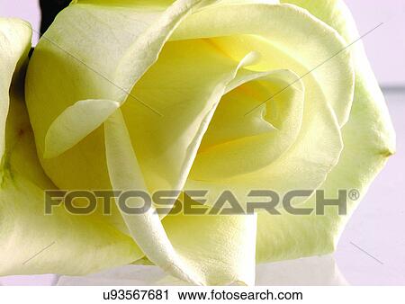 Stock Image - beautiful, beauty, blooming. Fotosearch