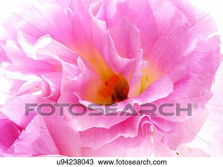 Stock Image - beautiful, beauty, blooming. Fotosearch