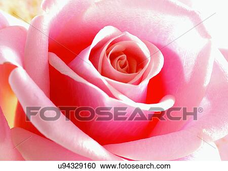 Stock Image - beautiful, beauty, blooming. Fotosearch