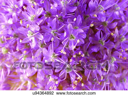 Stock Image - beautiful, beauty, blooming. Fotosearch