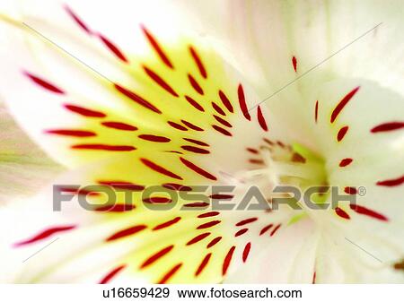 beautiful, beauty, blooming View Large Photo Image Stock Photo - beautiful, beauty, blooming. Fotosearch