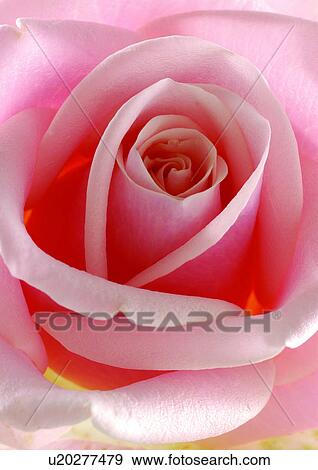 Stock Photo - beautiful, beauty, blooming. Fotosearch