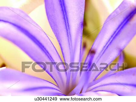 Stock Photo - beautiful, beauty, blooming. Fotosearch