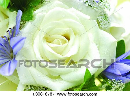 Stock Photo - beautiful, beauty, blooming. Fotosearch