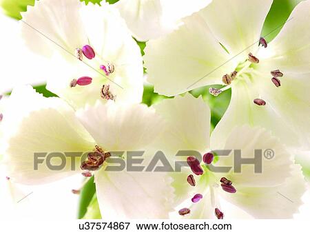 Stock Photo - beautiful, beauty, blooming. Fotosearch