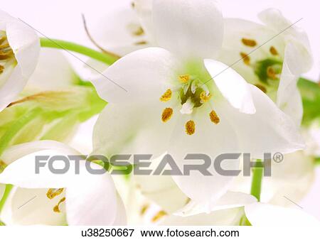 Stock Photo - beautiful, beauty, blooming. Fotosearch