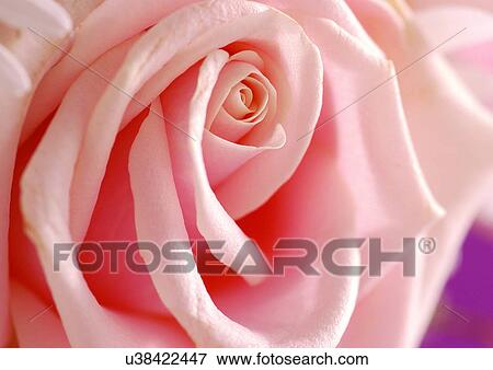 Stock Photo - beautiful, beauty, blooming. Fotosearch