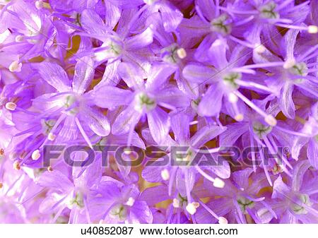 Stock Photo - beautiful, beauty, blooming. Fotosearch