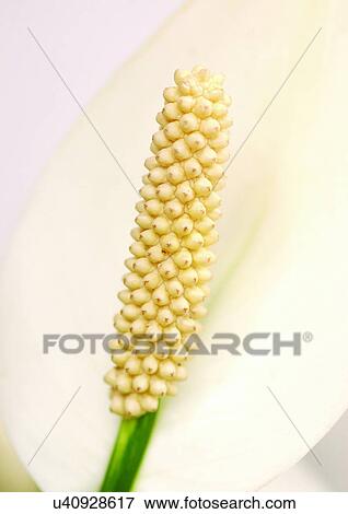 Stock Photo - beautiful, beauty, blooming. Fotosearch