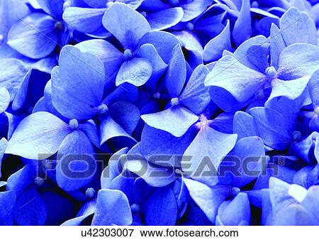 beautiful, beauty, blooming View Large Photo Image Stock Photo - beautiful, beauty, blooming. Fotosearch