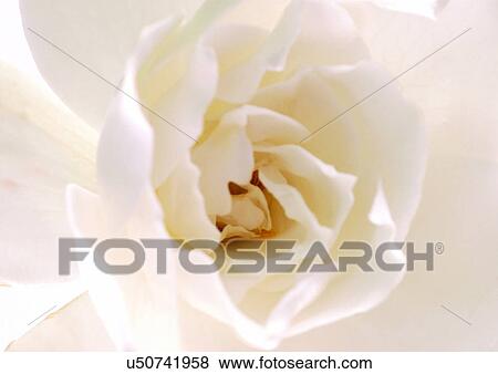 beautiful, beauty, blooming View Large Photo Image Stock Photo - beautiful, beauty, blooming. Fotosearch