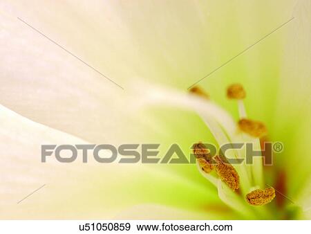 Stock Photo - beautiful, beauty, blooming. Fotosearch