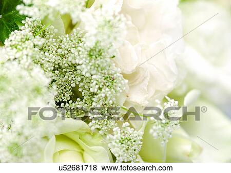 Stock Photo - beautiful, beauty, blooming. Fotosearch