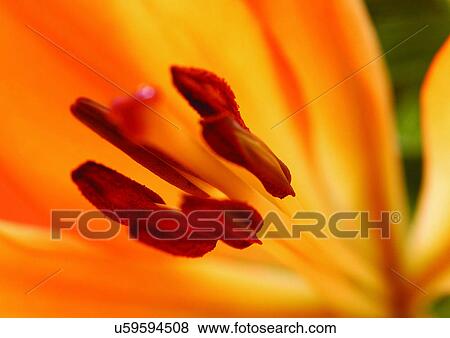 beautiful, beauty, blooming View Large Photo Image Stock Photo - beautiful, beauty, blooming. Fotosearch