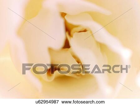 beautiful, beauty, blooming View Large Photo Image Stock Photo - beautiful, beauty, blooming. Fotosearch