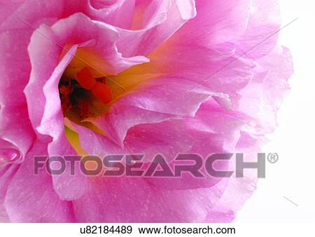 beautiful, beauty, blooming View Large Photo Image Stock Photo - beautiful, beauty, blooming. Fotosearch