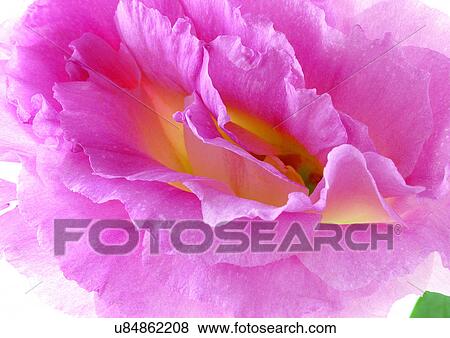 Stock Photo - beautiful, beauty, blooming. Fotosearch