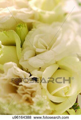 Stock Photo - beautiful, beauty, blooming. Fotosearch