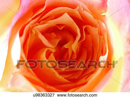beautiful, beauty, blooming View Large Photo Image Stock Photo - beautiful, beauty, blooming. Fotosearch