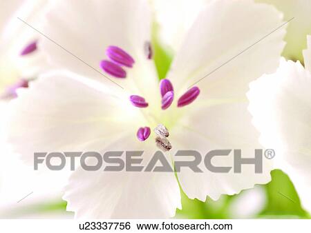 Stock Photograph - beautiful, beauty, blooming. Fotosearch