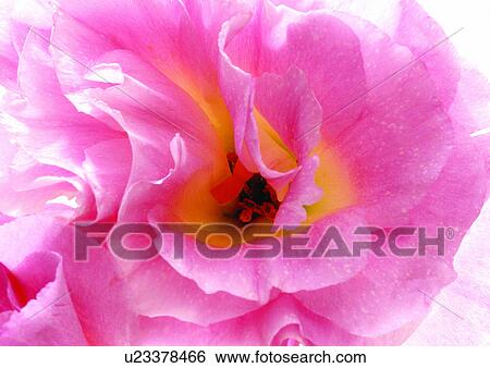 beautiful, beauty, blooming View Large Photo Image Stock Photograph - beautiful, beauty, blooming. Fotosearch