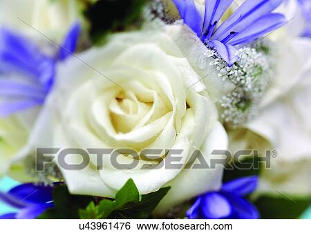 beautiful, beauty, blooming View Large Photo Image Stock Photograph - beautiful, beauty, blooming. Fotosearch
