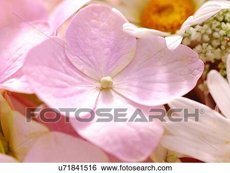 Stock Photograph - beautiful, beauty, blooming. Fotosearch