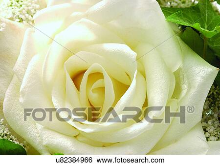 Stock Photograph - beautiful, beauty, blooming. Fotosearch