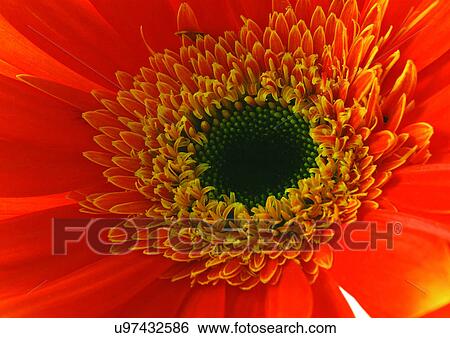 Stock Photograph - beautiful, beauty, blooming. Fotosearch