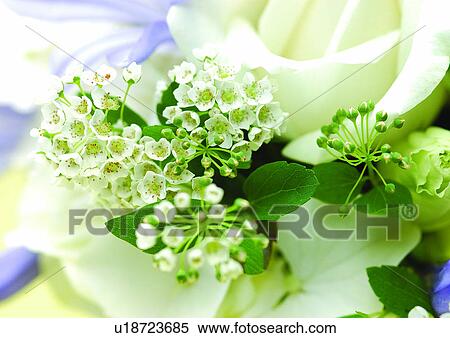Stock Photography - beautiful, beauty, blooming. Fotosearch