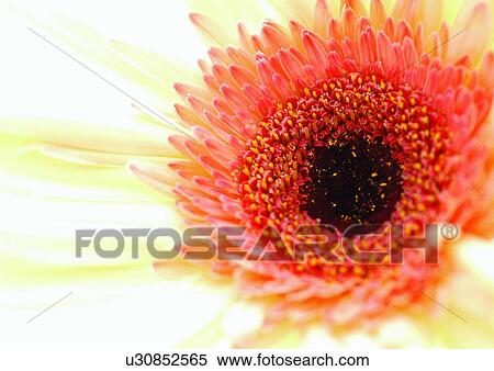beautiful, beauty, blooming View Large Photo Image Stock Photography - beautiful, beauty, blooming. Fotosearch