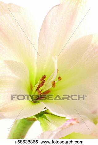 beautiful, beauty, blooming View Large Photo Image Stock Photography - beautiful, beauty, blooming. Fotosearch