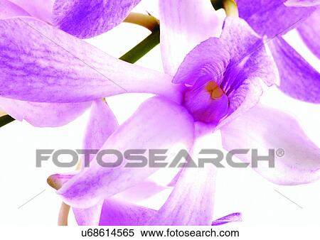 beautiful, beauty, blooming View Large Photo Image Stock Photography - beautiful, beauty, blooming. Fotosearch