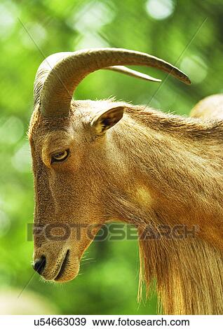 Stock Photo - billy, confined, attitude. Fotosearch