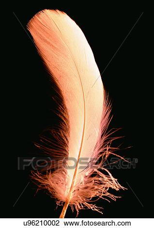 Black Background, Close-Up, Cut Out View Large Photo Image Stock Image - Black Background, Close-Up, Cut Out. Fotosearch