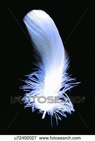 Stock Photo - Black Background, Close-Up, Cut Out. Fotosearch