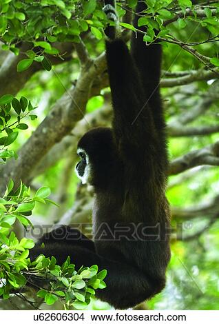 Picture - black, branch, attitude. Fotosearch