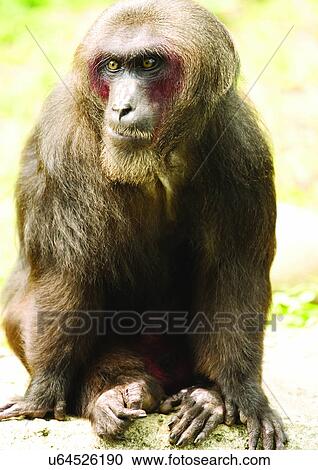 black, confined, attitude View Large Photo Image Stock Image - black, confined, attitude. Fotosearch